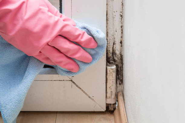 Why You Should Choose Our Mold Remediation Services in Groton, SD